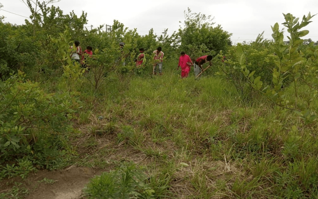 Restoring 2,500 Acres: The **_Loni Kalbhor Mission_**